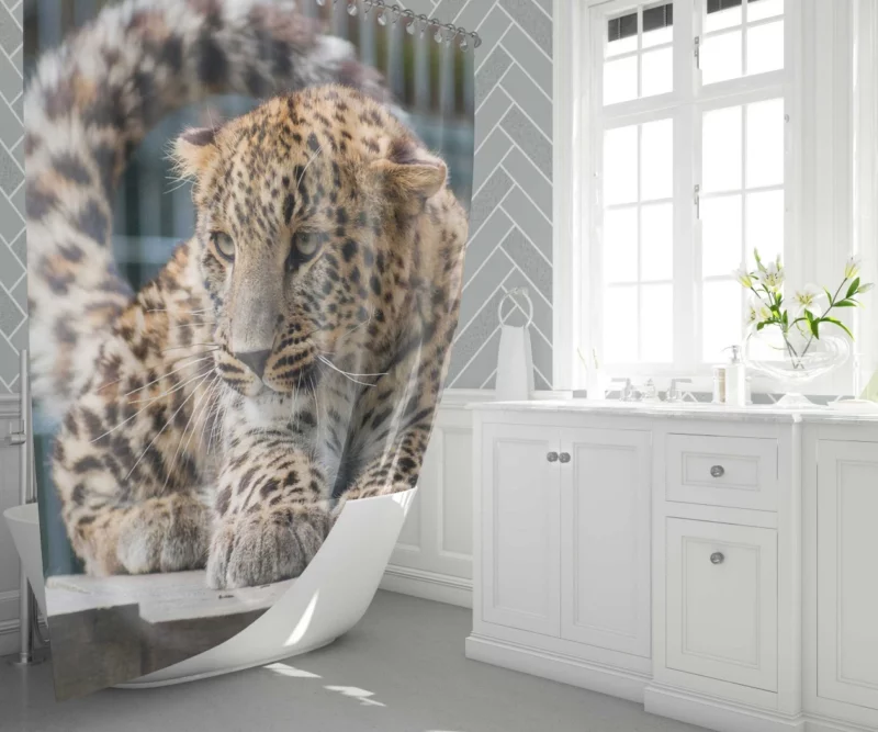 Majestic Leopard in Zoo Habitat Shower Curtain 1