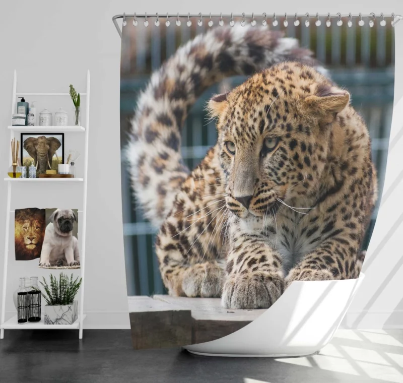 Majestic Leopard in Zoo Habitat Shower Curtain