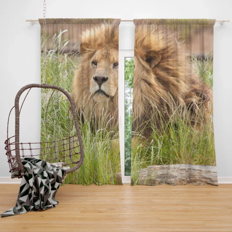 Majestic Lion Amidst Grassland Curtain