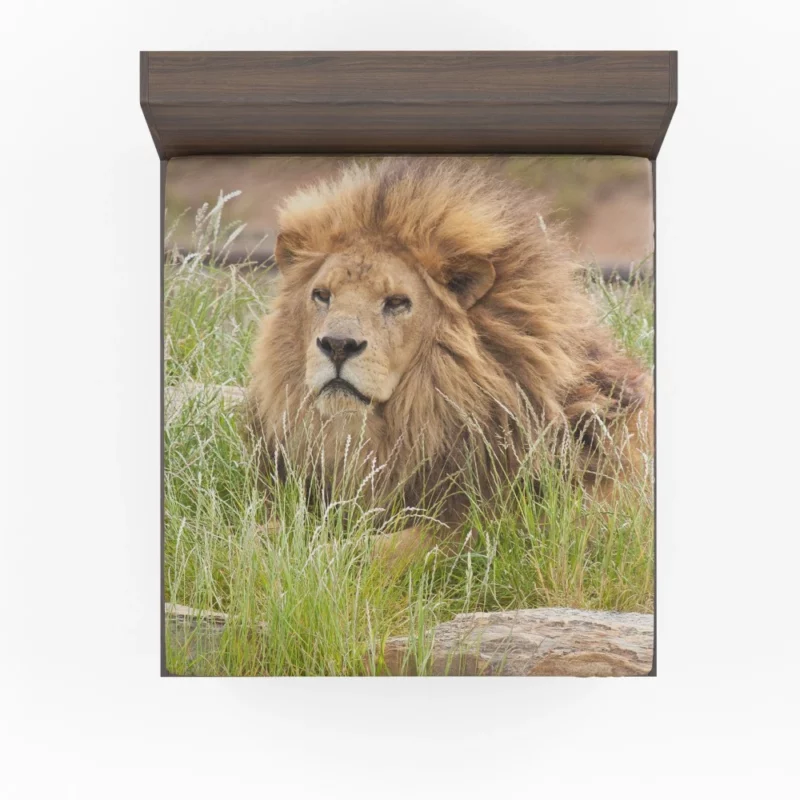 Majestic Lion Amidst Grassland Fitted Sheet 1