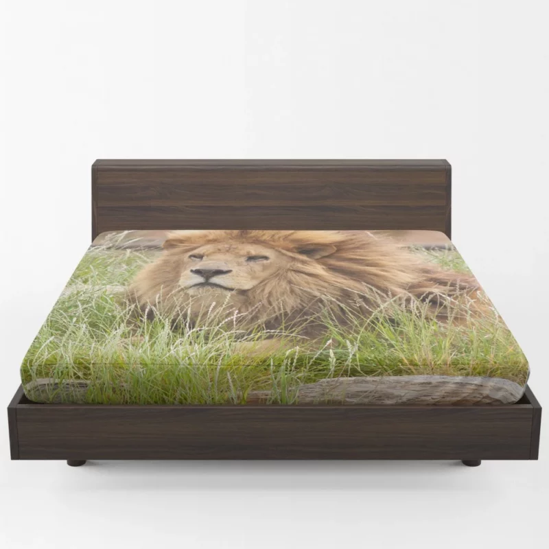 Majestic Lion Amidst Grassland Fitted Sheet