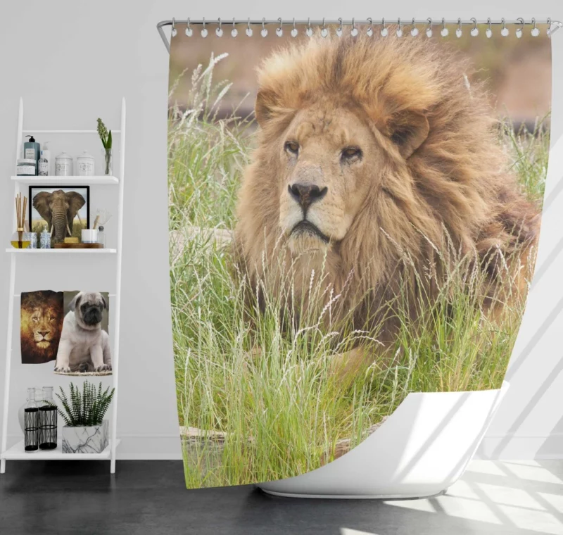 Majestic Lion Amidst Grassland Shower Curtain