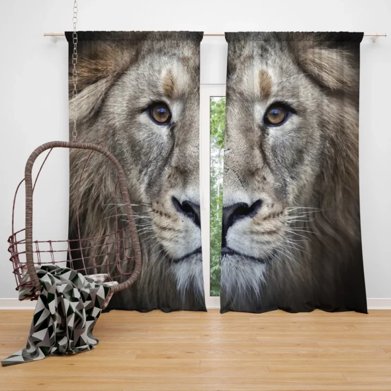 Majestic Lion Enigmatic Stare Curtain