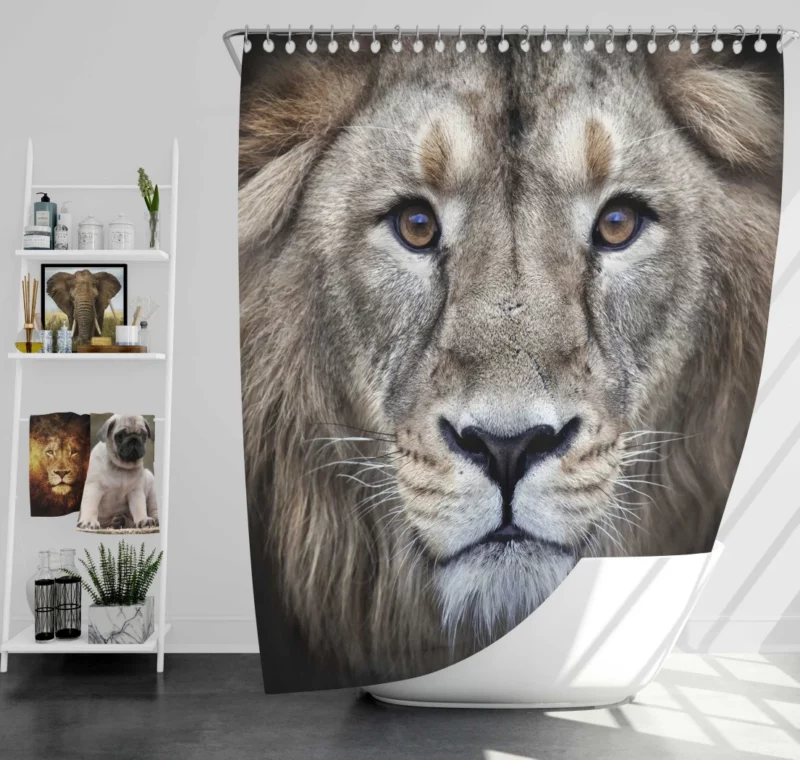 Majestic Lion Enigmatic Stare Shower Curtain