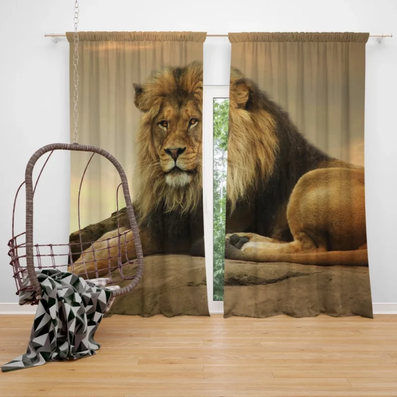 Majestic Lion Intense Gaze Curtain