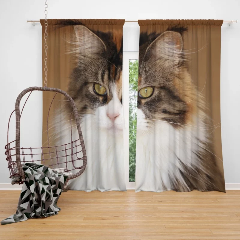 Majestic Maine Coon Feline Royalty Curtain