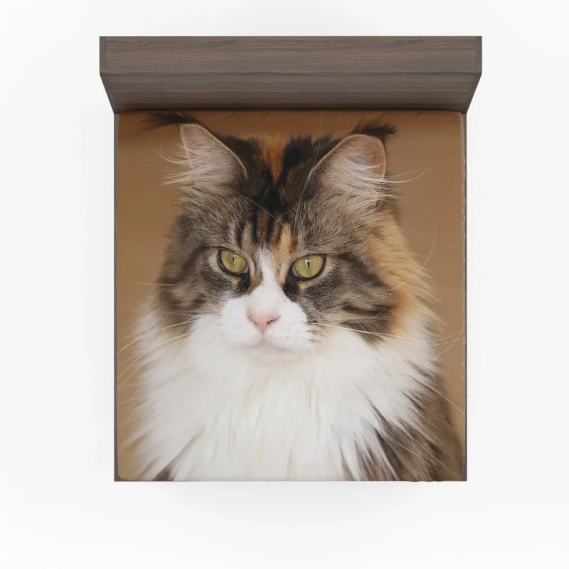 Majestic Maine Coon Feline Royalty Fitted Sheet 1