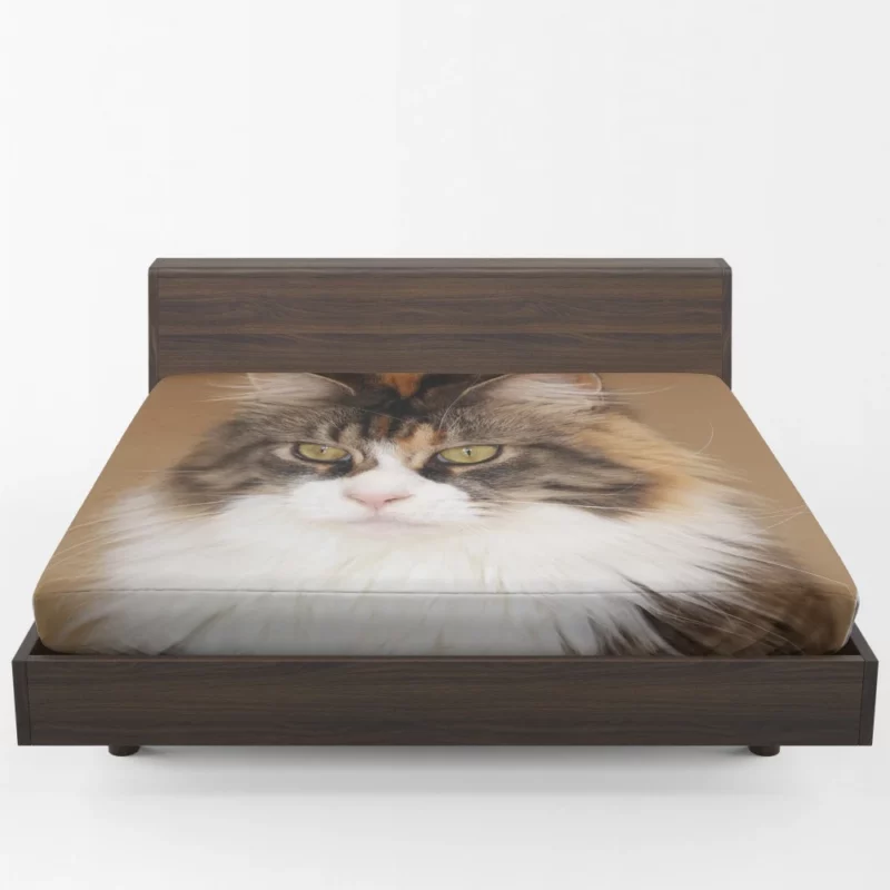 Majestic Maine Coon Feline Royalty Fitted Sheet