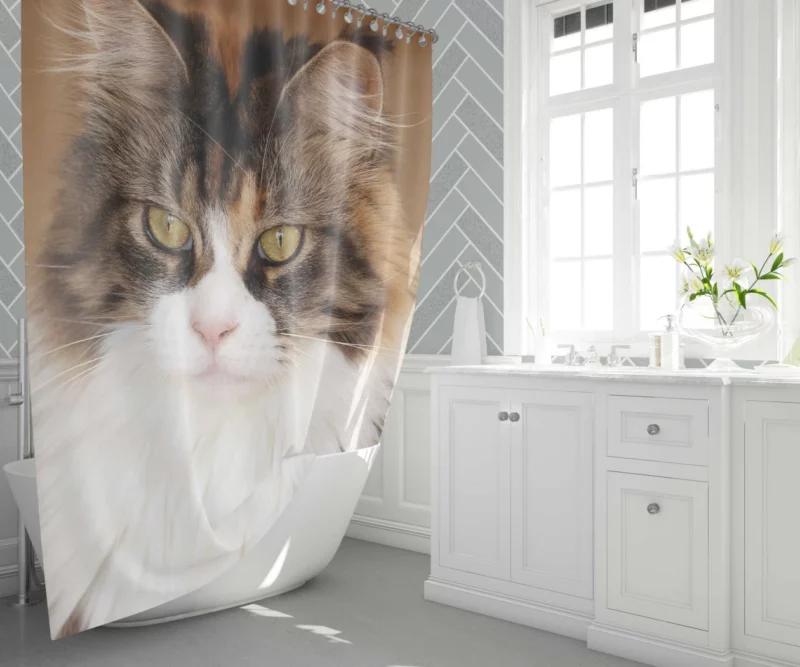 Majestic Maine Coon Feline Royalty Shower Curtain 1