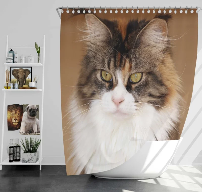 Majestic Maine Coon Feline Royalty Shower Curtain