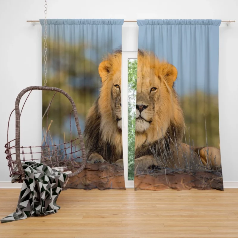 Majestic Majesty Lion Roaring Realm Curtain