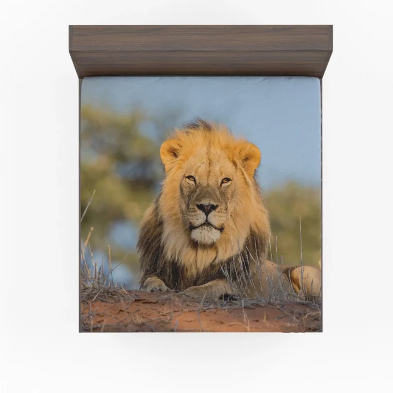 Majestic Majesty Lion Roaring Realm Fitted Sheet 1