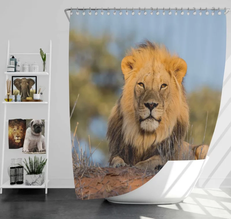 Majestic Majesty Lion Roaring Realm Shower Curtain