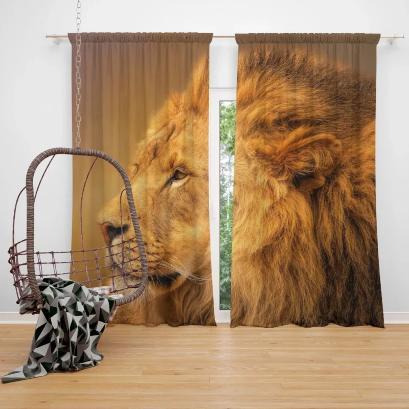 Majestic Male Lion Regal Gaze Curtain