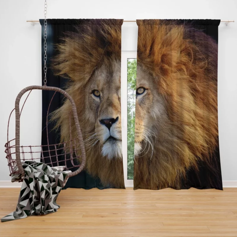 Majestic Male Lion Regal Presence Curtain