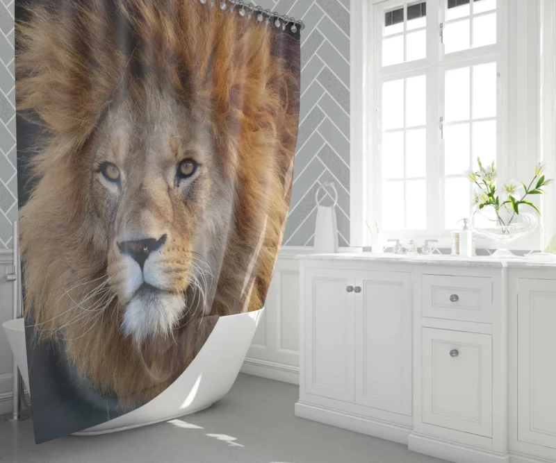 Majestic Male Lion Regal Presence Shower Curtain 1