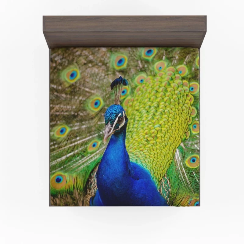 Majestic Peacock in Close-Up Avian Beauty Fitted Sheet 1