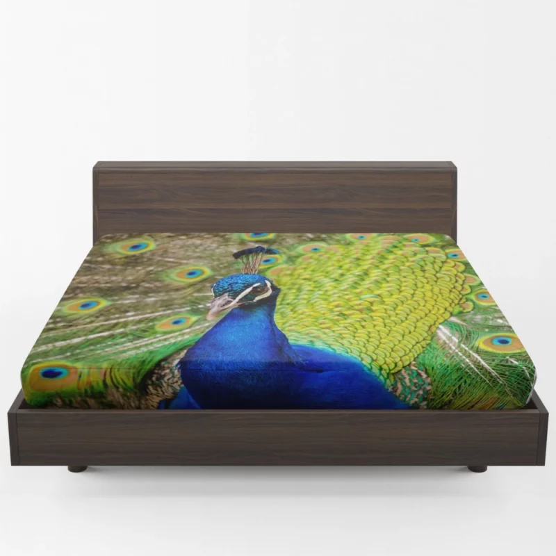 Majestic Peacock in Close-Up Avian Beauty Fitted Sheet