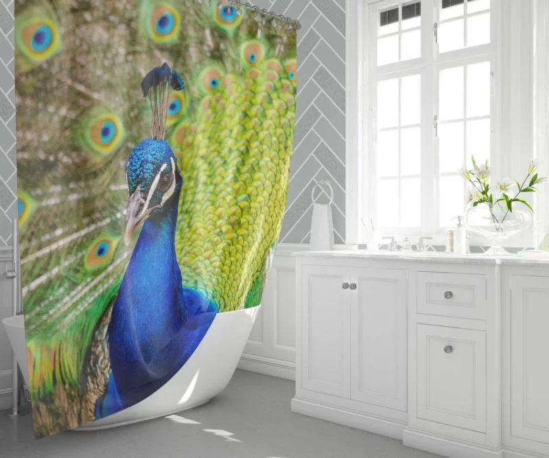 Majestic Peacock in Close-Up Avian Beauty Shower Curtain 1