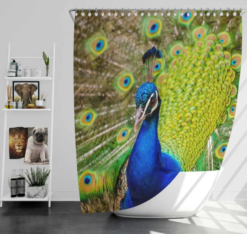 Majestic Peacock in Close-Up Avian Beauty Shower Curtain