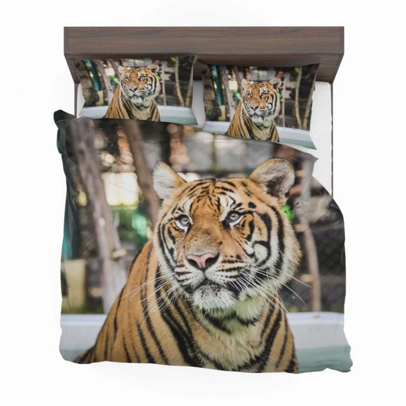 Majestic Tiger Enigmatic Gaze Bedding Set 1