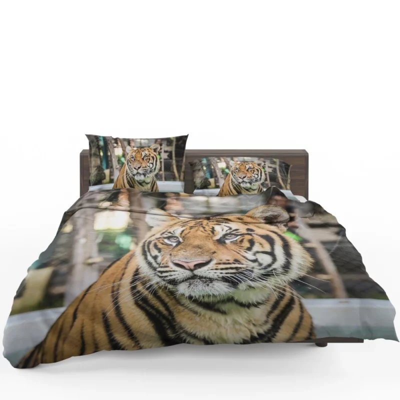 Majestic Tiger Enigmatic Gaze Bedding Set