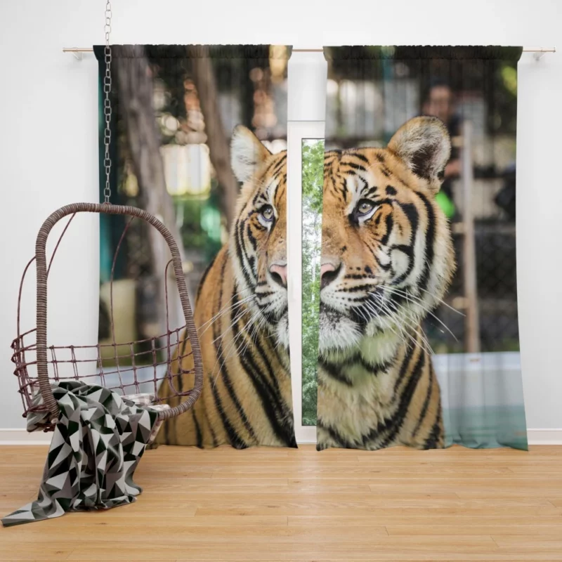 Majestic Tiger Enigmatic Gaze Curtain