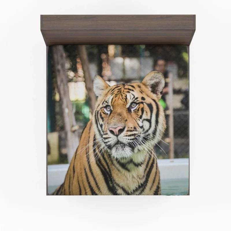 Majestic Tiger Enigmatic Gaze Fitted Sheet 1