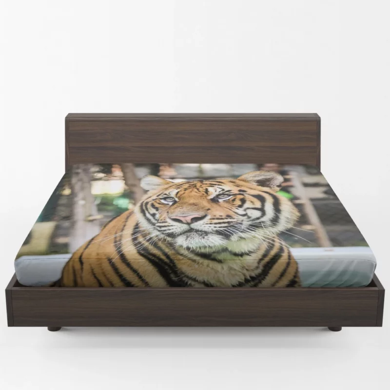 Majestic Tiger Enigmatic Gaze Fitted Sheet