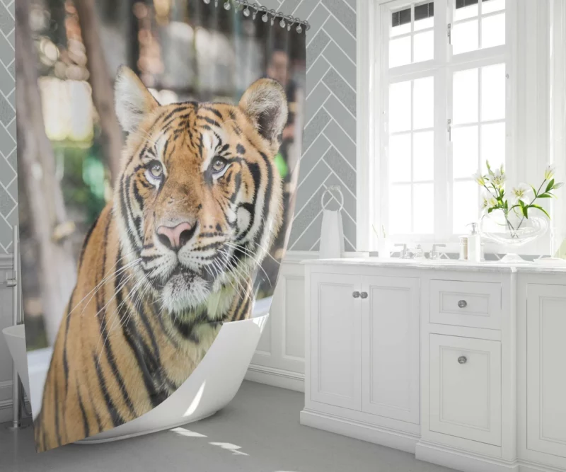 Majestic Tiger Enigmatic Gaze Shower Curtain 1