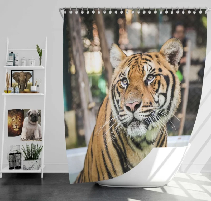 Majestic Tiger Enigmatic Gaze Shower Curtain