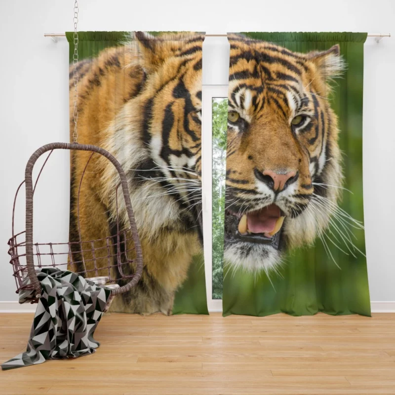 Majestic Tiger Fierce Gaze Curtain