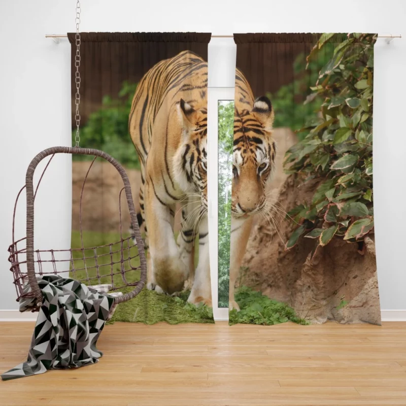 Majestic Tigers Kings of the Wild Curtain