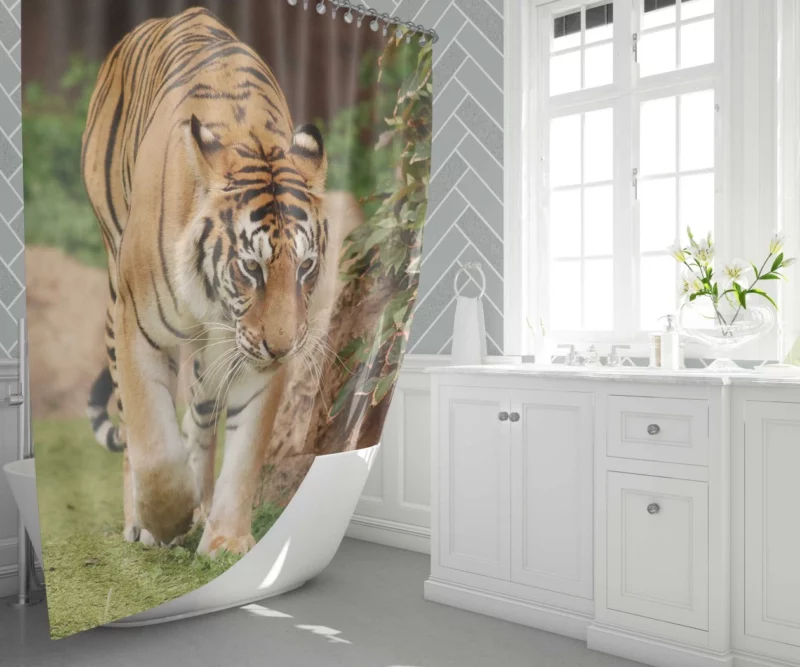 Majestic Tigers Kings of the Wild Shower Curtain 1