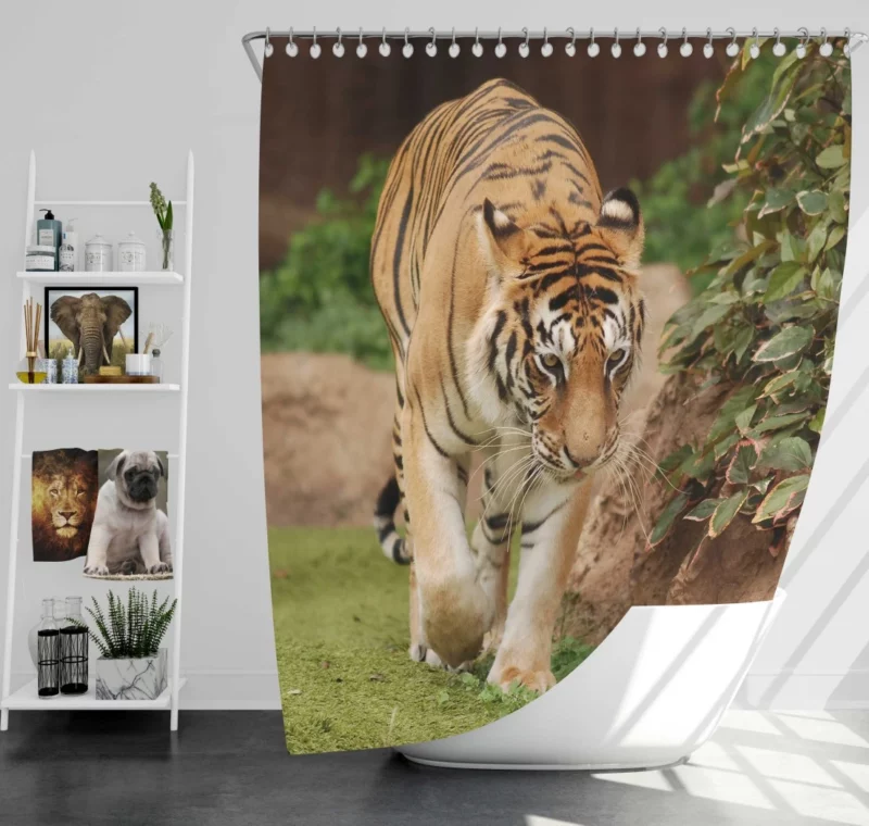 Majestic Tigers Kings of the Wild Shower Curtain