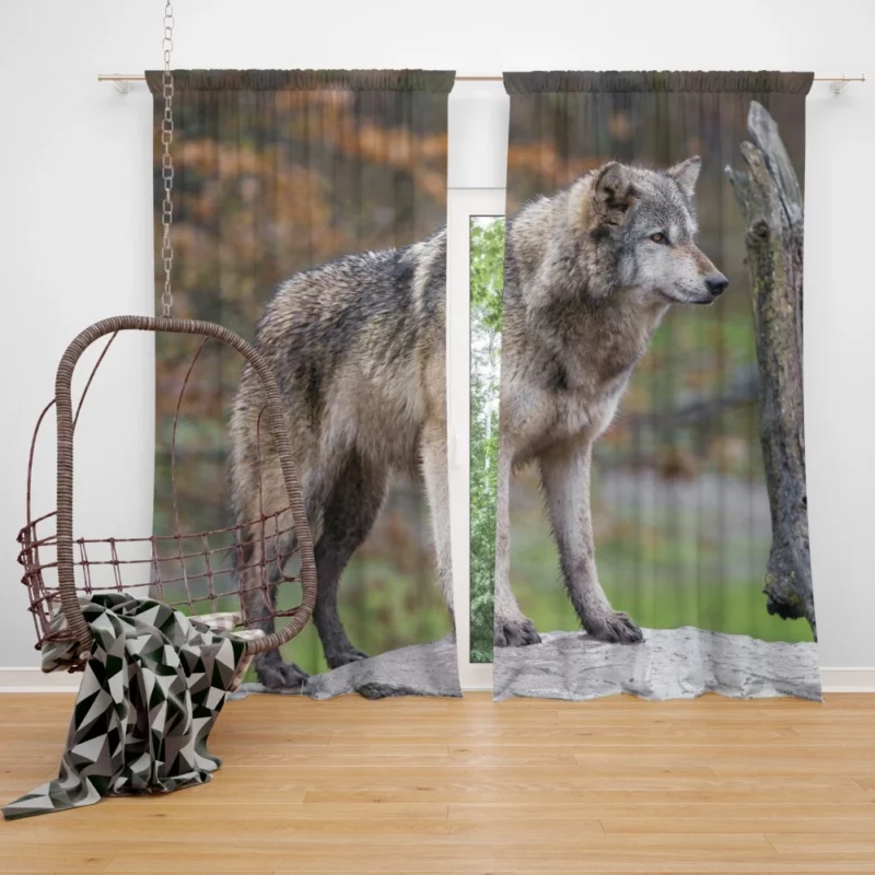 Majestic Wolf Wilderness Presence Curtain