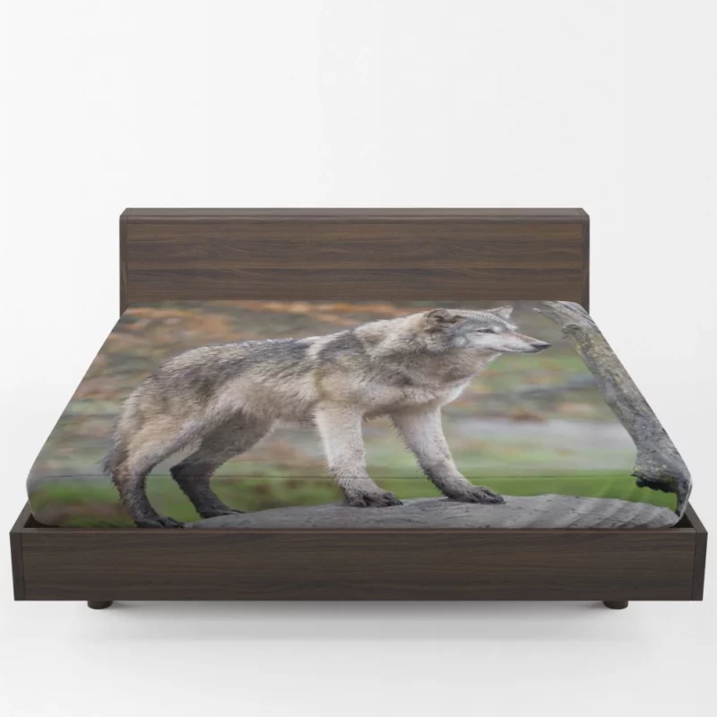 Majestic Wolf Wilderness Presence Fitted Sheet