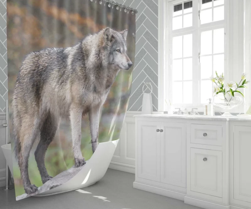 Majestic Wolf Wilderness Presence Shower Curtain 1