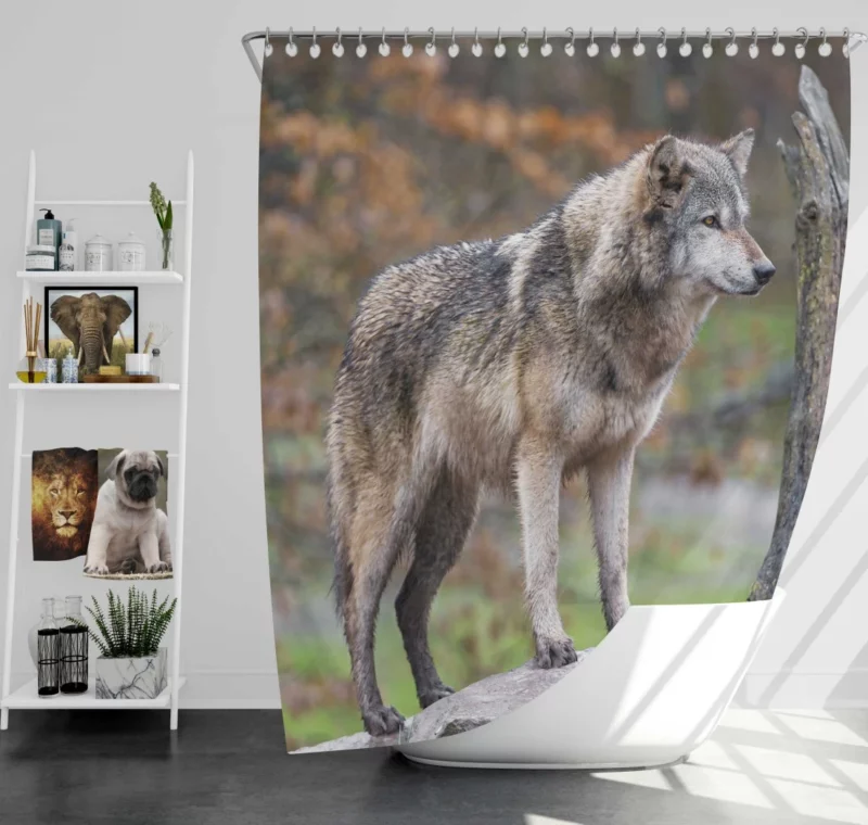 Majestic Wolf Wilderness Presence Shower Curtain