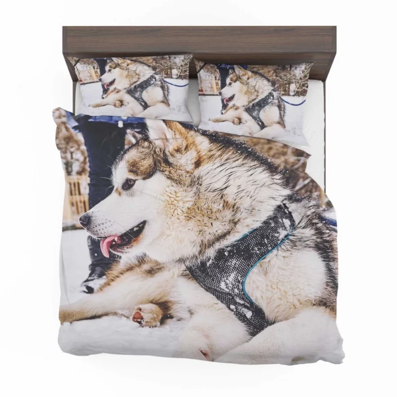 Malamute Snowy Adventure Canine Joy Bedding Set 1