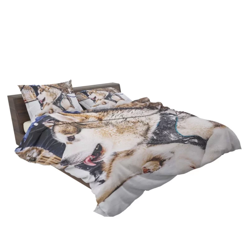 Malamute Snowy Adventure Canine Joy Bedding Set 2