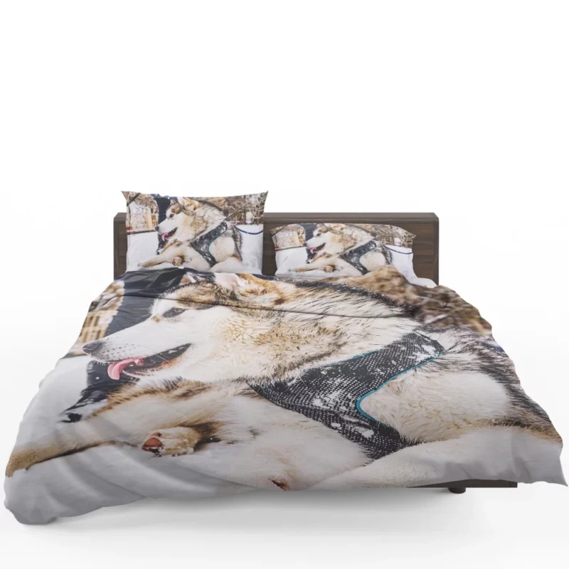 Malamute Snowy Adventure Canine Joy Bedding Set