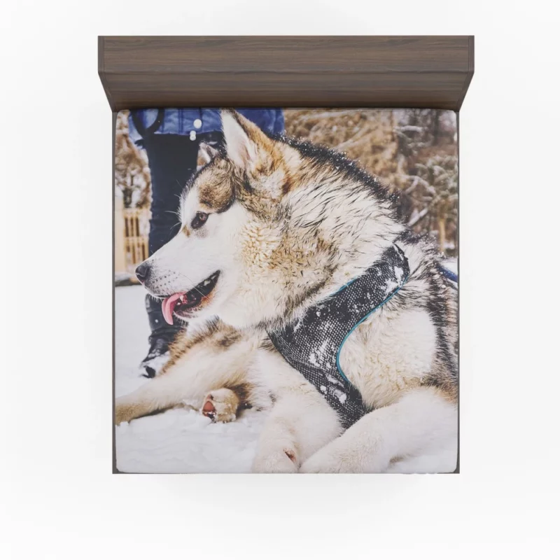 Malamute Snowy Adventure Canine Joy Fitted Sheet 1