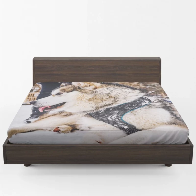 Malamute Snowy Adventure Canine Joy Fitted Sheet