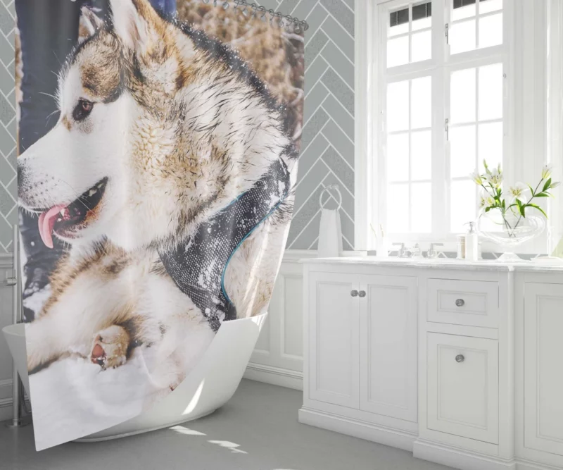 Malamute Snowy Adventure Canine Joy Shower Curtain 1