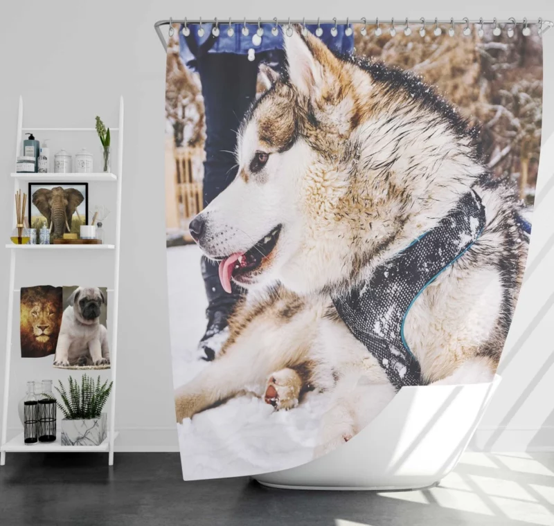 Malamute Snowy Adventure Canine Joy Shower Curtain