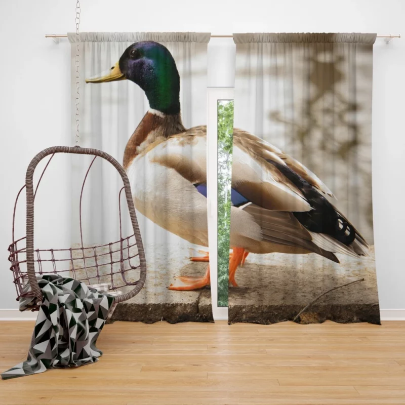 Mallard Waterside Grace Quacking Beauty Curtain