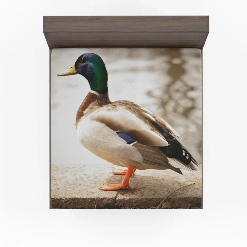 Mallard Waterside Grace Quacking Beauty Fitted Sheet 1