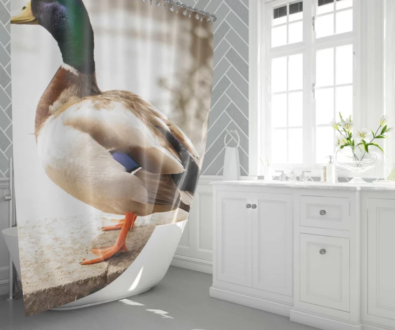 Mallard Waterside Grace Quacking Beauty Shower Curtain 1