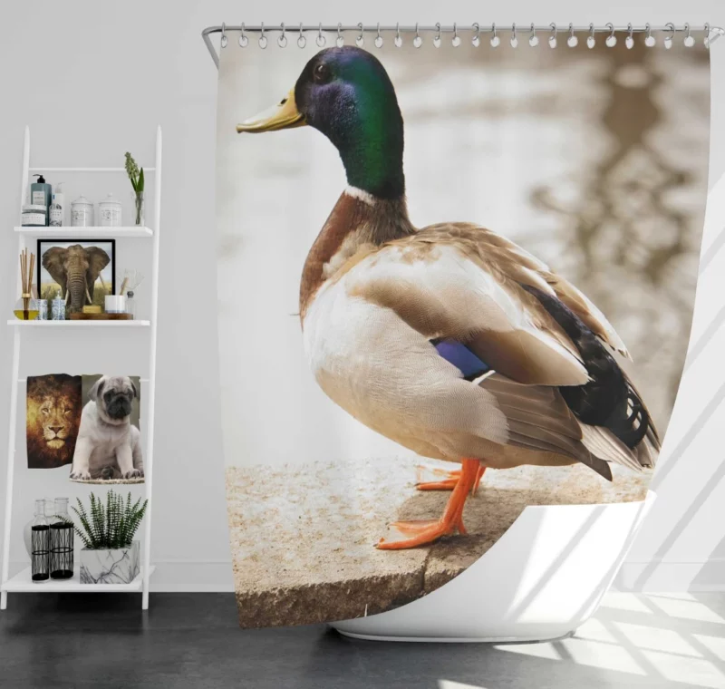 Mallard Waterside Grace Quacking Beauty Shower Curtain